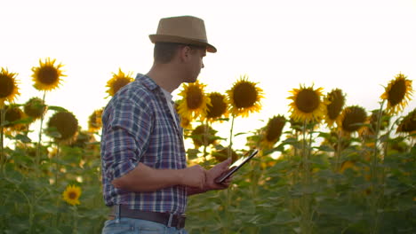 A-boy-in-straw-hat-walks-across-a-field-with-large-sunflowers-and-writes-information-about-it-in-his-electronic-tablet-in-summer-evening.